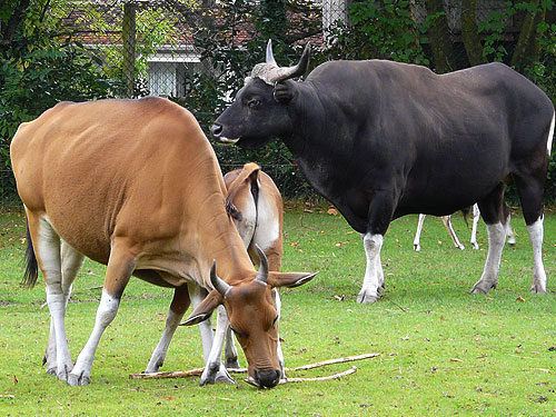 banteng.jpg