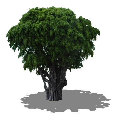 banyan1.jpg