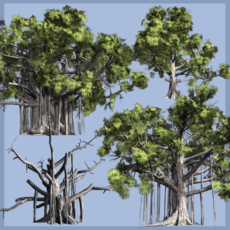 banyan405.jpg