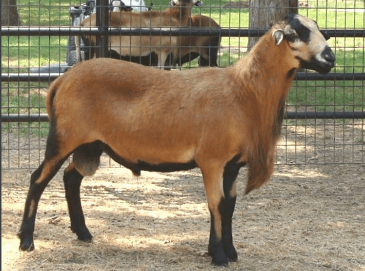 Barbados Black Belly.png