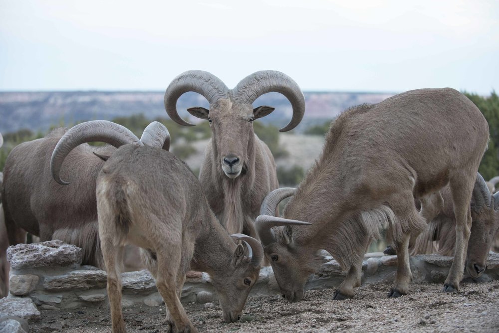 Barbary_Sheep_02.jpg