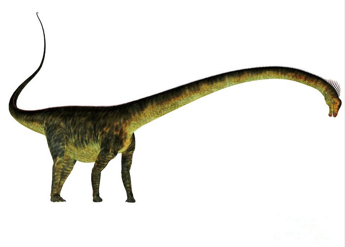 barosaurus-dinosaur-side-profile-corey-ford.jpg