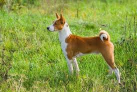 basenji.jpg
