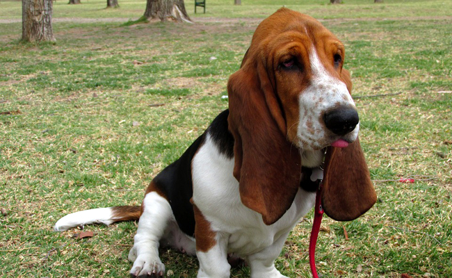 Basset 1.jpg