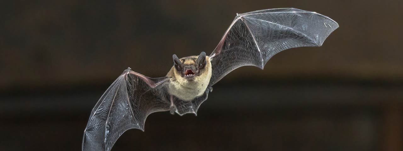 bat-1280x480.jpg