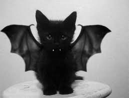 batcat.jpg