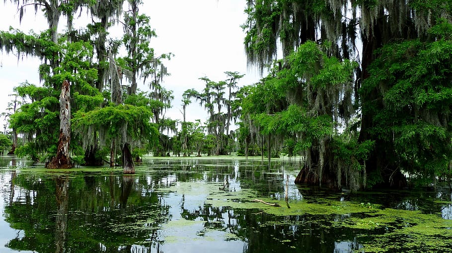 bayou-louisiana-marsh-nature.jpg