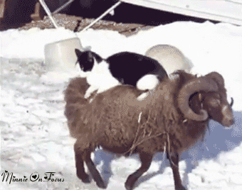 bcada4029ae416b05d4cc49a6563b1e5.gif