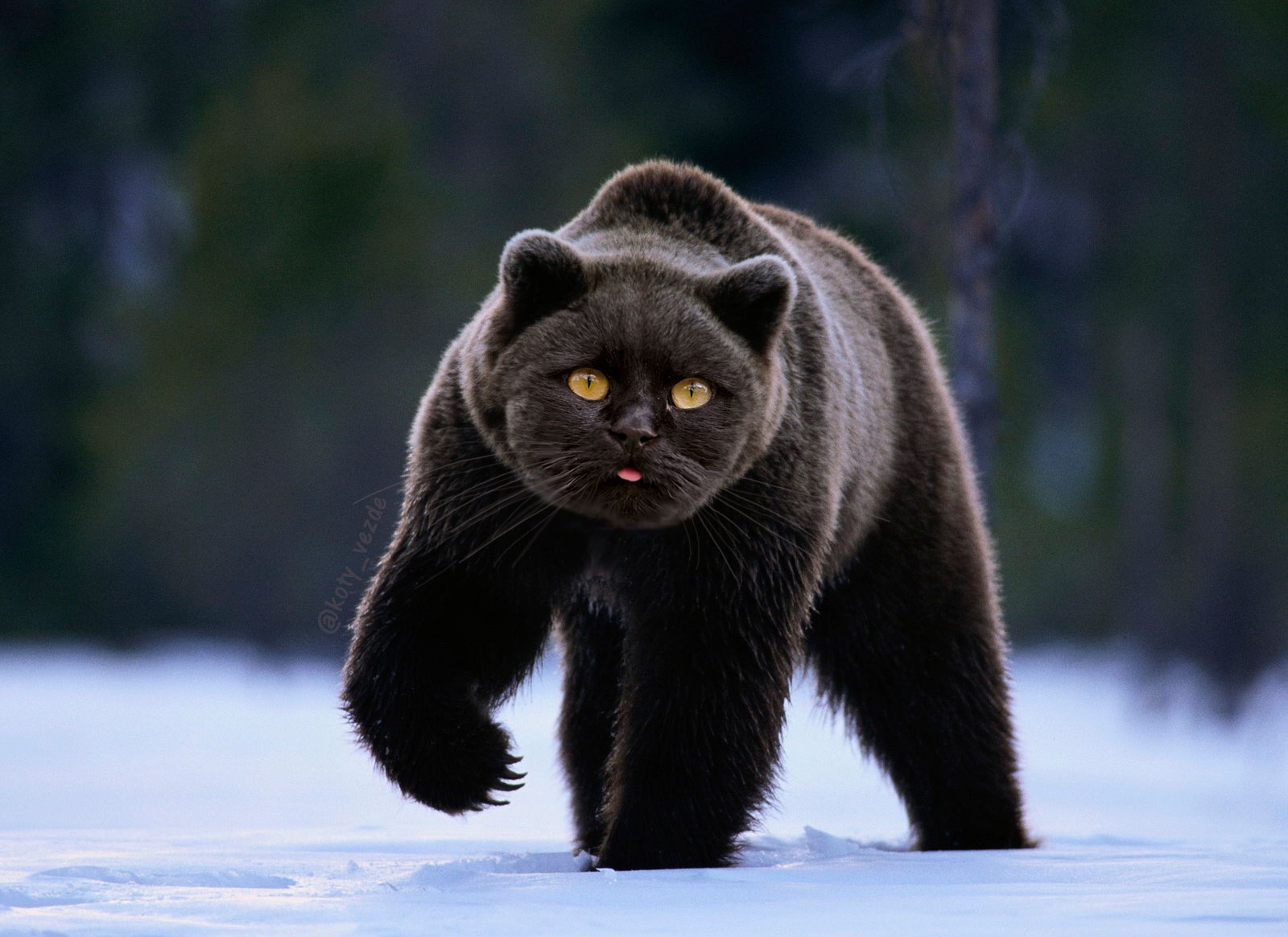 bearcat.jpg