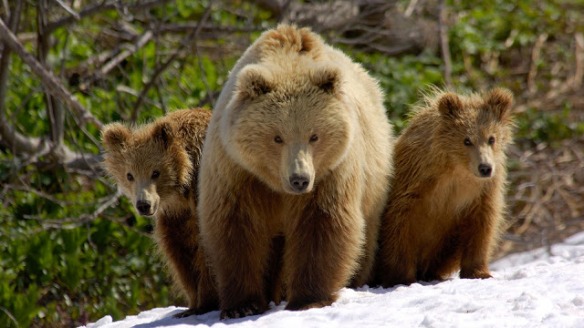 bears.jpg