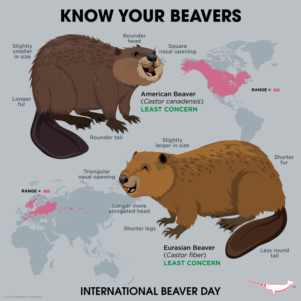 beaver diff.png