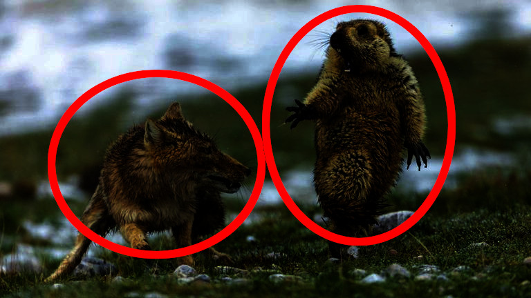 beaver.jpg