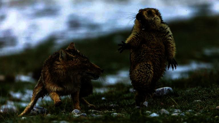 beaver.png