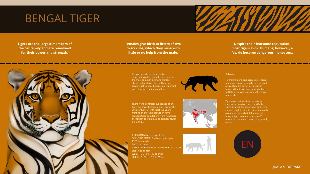 BengalTigerinfo002 (2).jpg