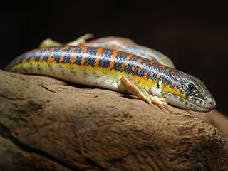 Berberskink.jpg