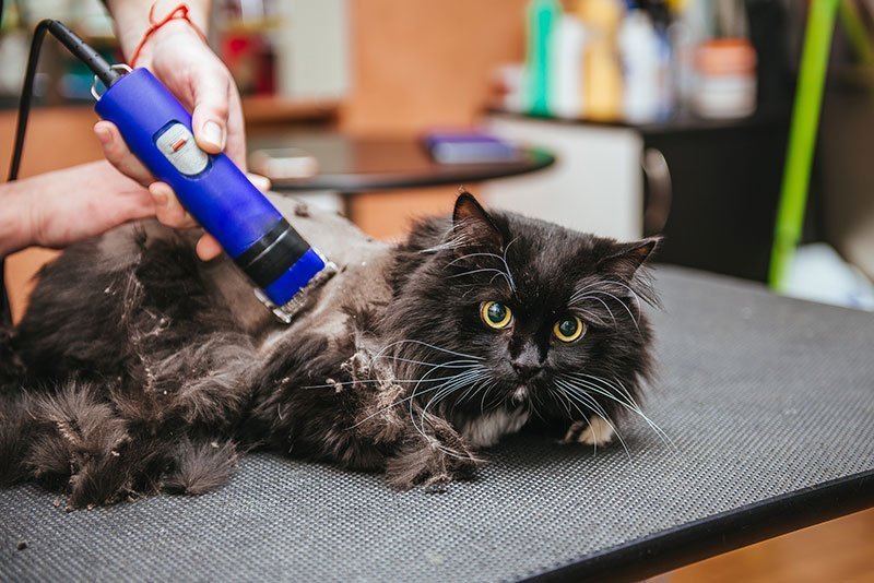 best-cat-hair-clippers.jpg