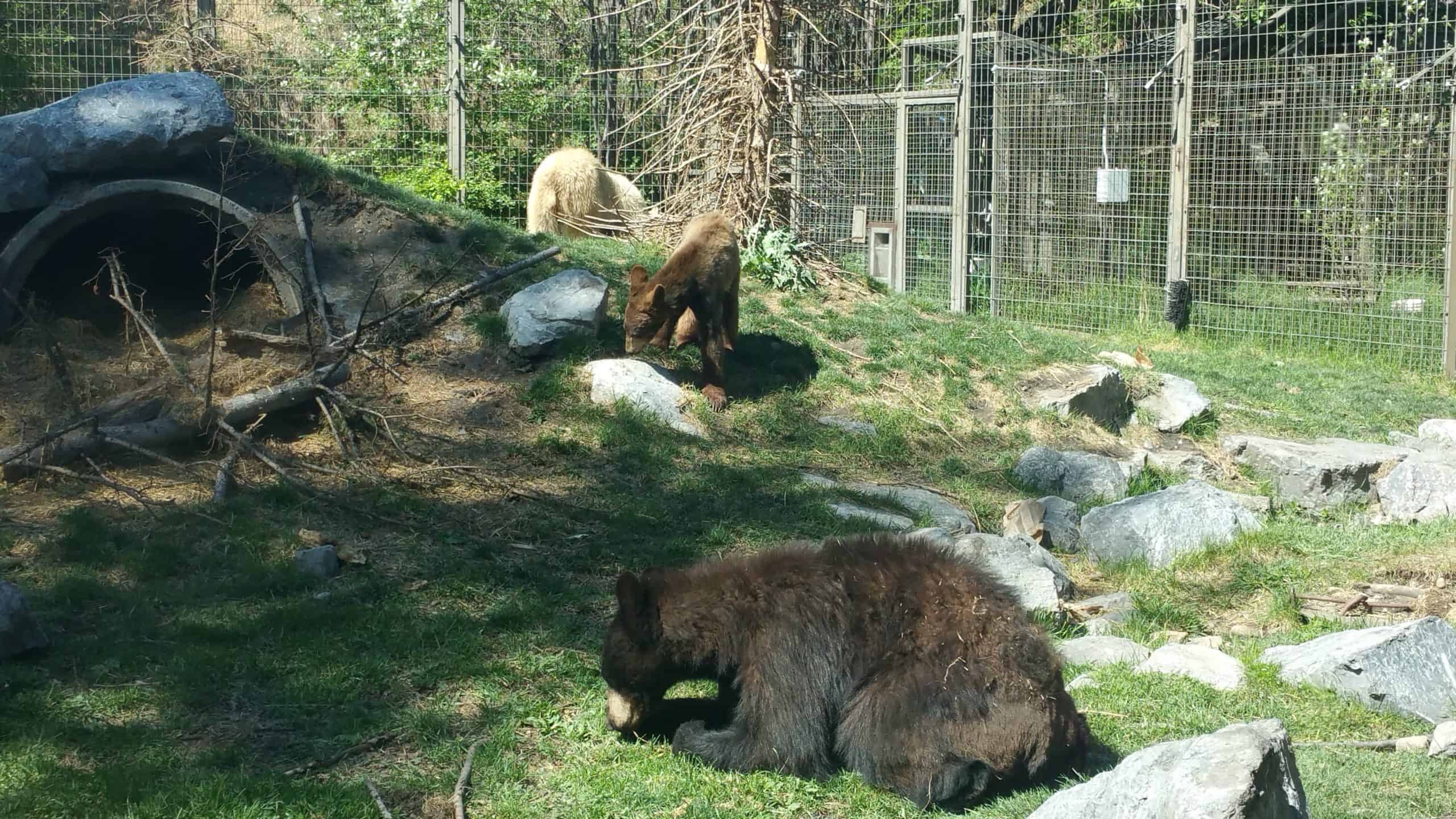 Best-things-to-do-in-Calgary-Canada-Tom-Drake-Calgary-Zoo-bears-scaled.jpg