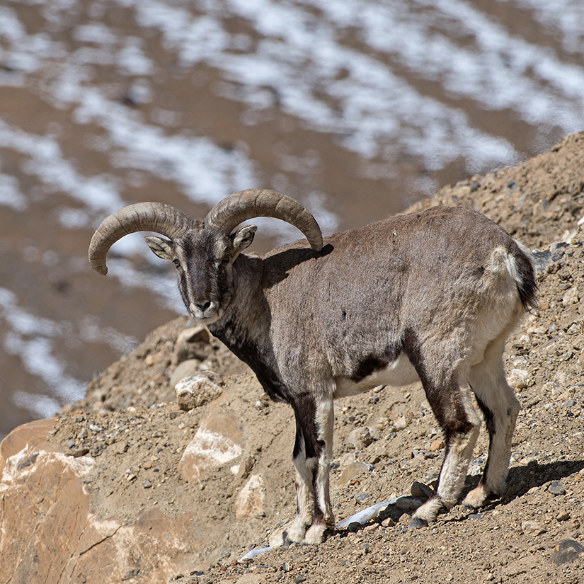 Bharal_-_Shreeram_M_V_-_Kibber,_Spiti_Valley,_Himachal_Pradesh,_India.jpg