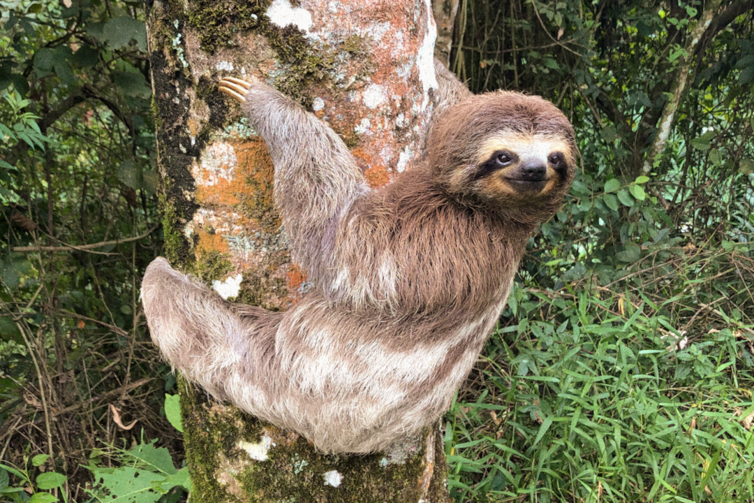 Bicho-preguiça_3 [edit scaled].png