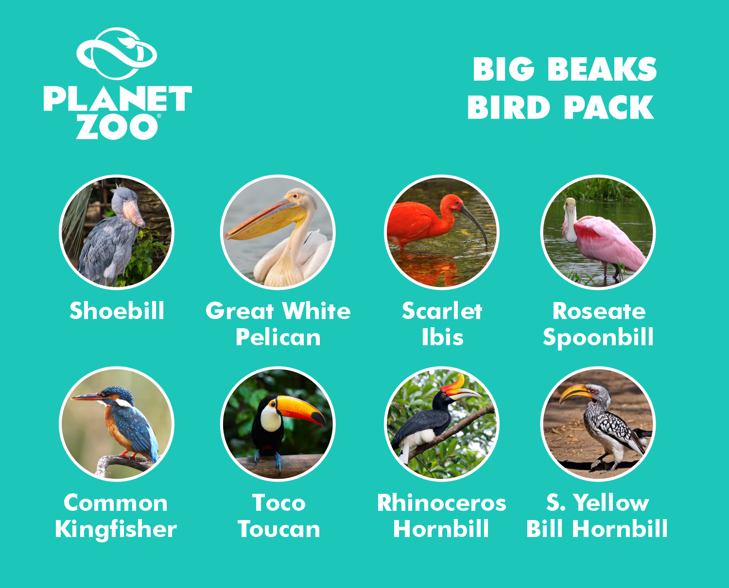 big beaks.png