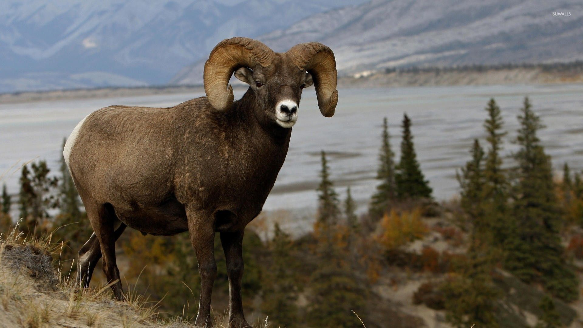 big horn sheep.jpg