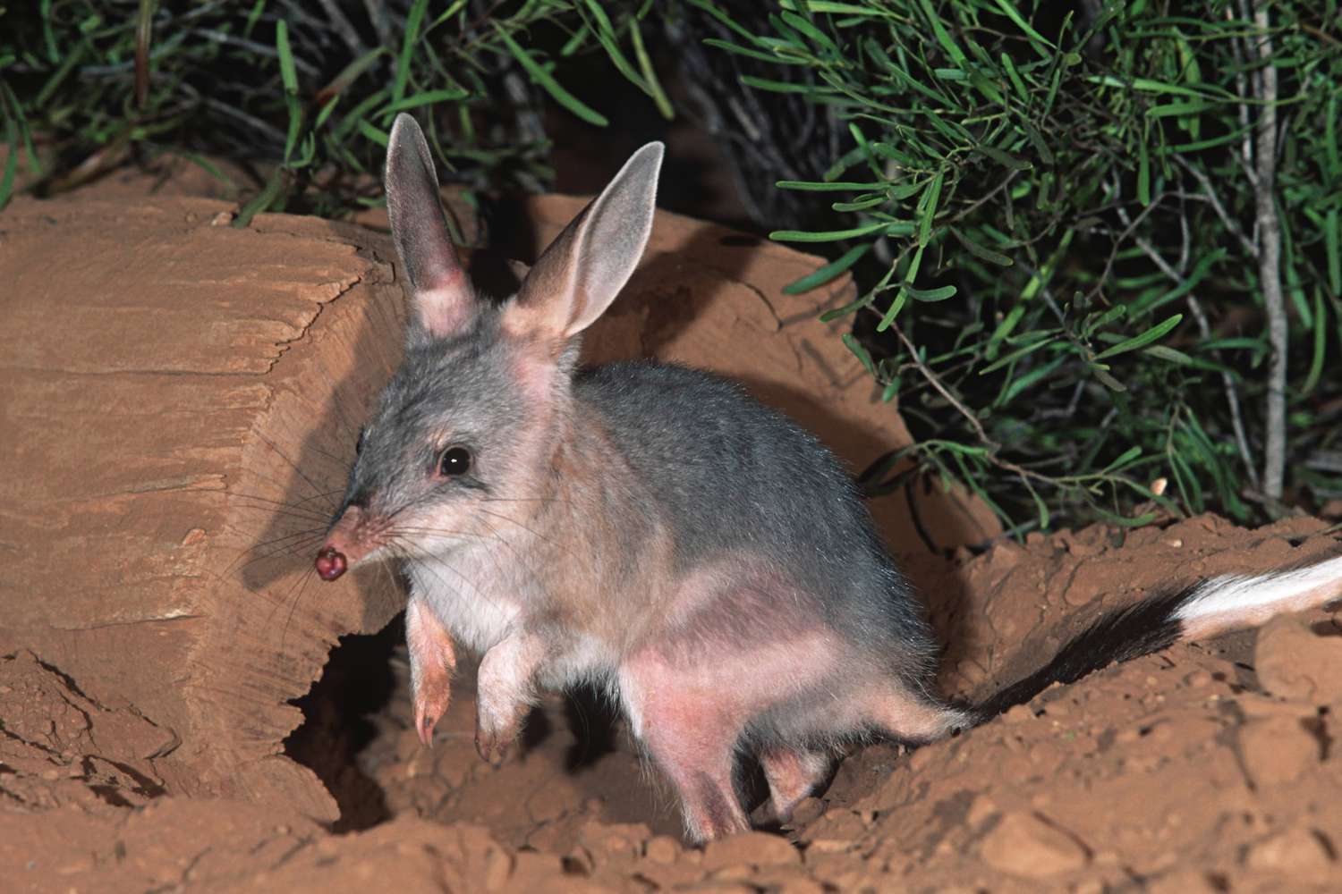 bilby.primary-bdfa175979f34d4b91f4ca40bb4de432.jpeg