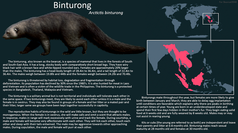 Binturong.png