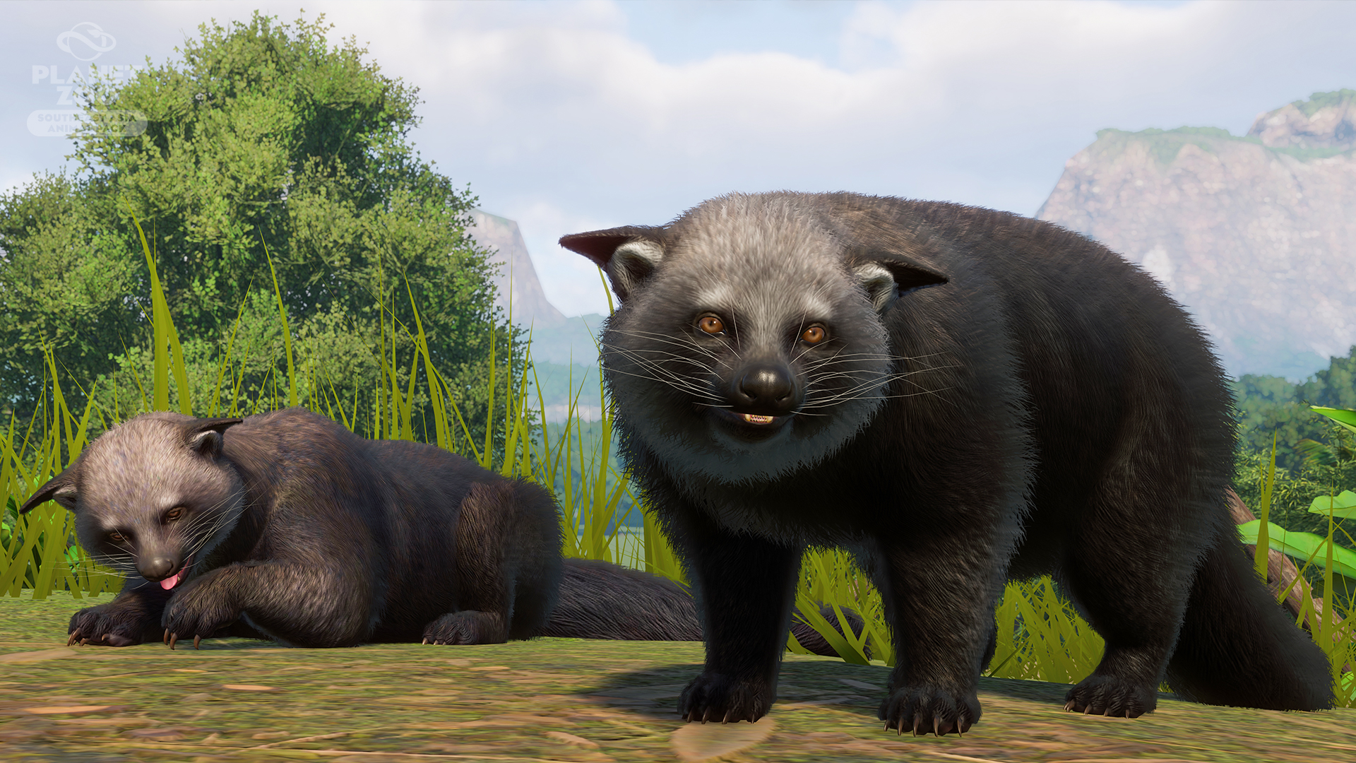 Binturong Reveal.jpg