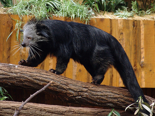 Binturong6.jpg