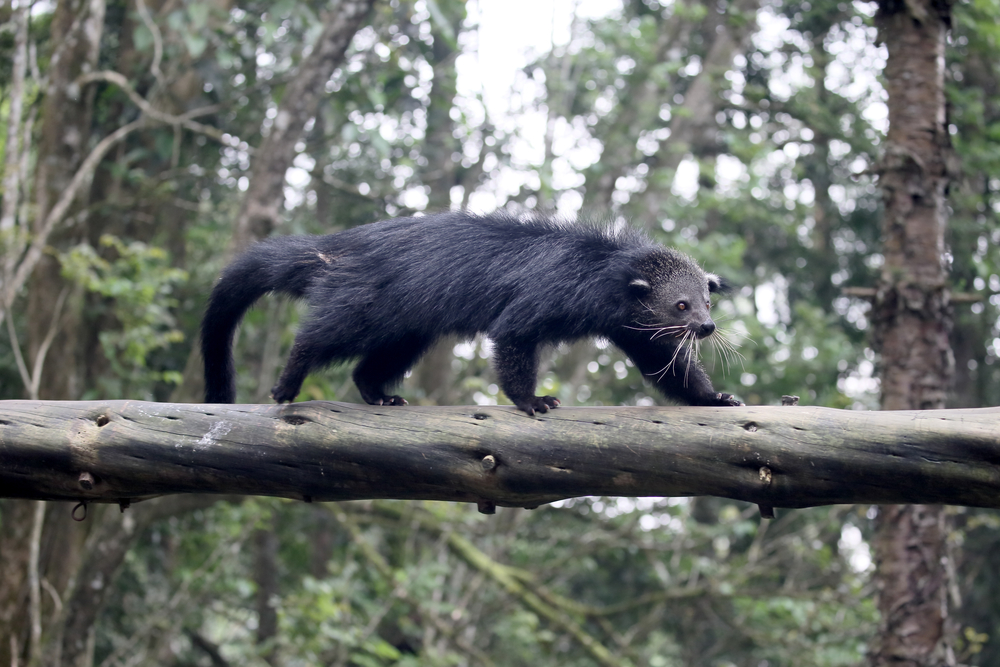 binturong_369208871.jpg