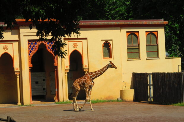 Bioparco-di-Roma-2-620x413.jpg