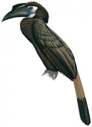 Bird-Bushy Crested Horbill.jpg