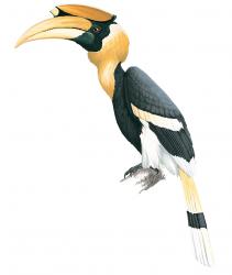 Bird-Great Horbill.jpg