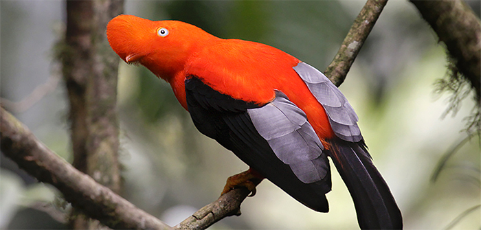 bird.jpg