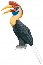 Bird-Knobbed Hornbill.jpg