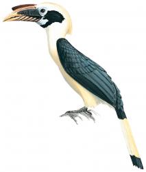 Bird-Mindanao Hornbill.jpg