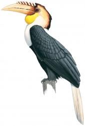 Bird-Plain Pouched Horbill.jpg