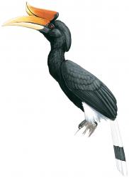 Bird-Rhinoceros Hornbill.jpg