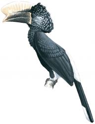 Bird-Silvery-cheeked hornbill.jpg