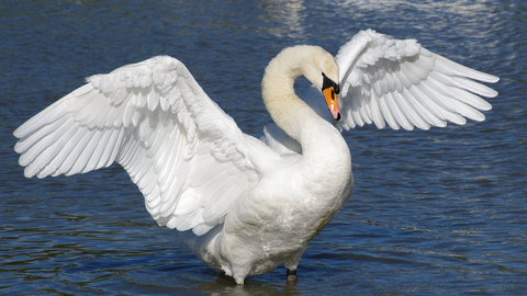Bird - Swan Mute Gillian Day Slimbridge Oct 2010.jpg