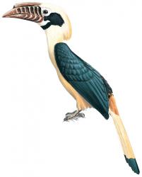Bird-visayan hornbill.jpg