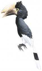 Bird-White thighed hornbill.jpg