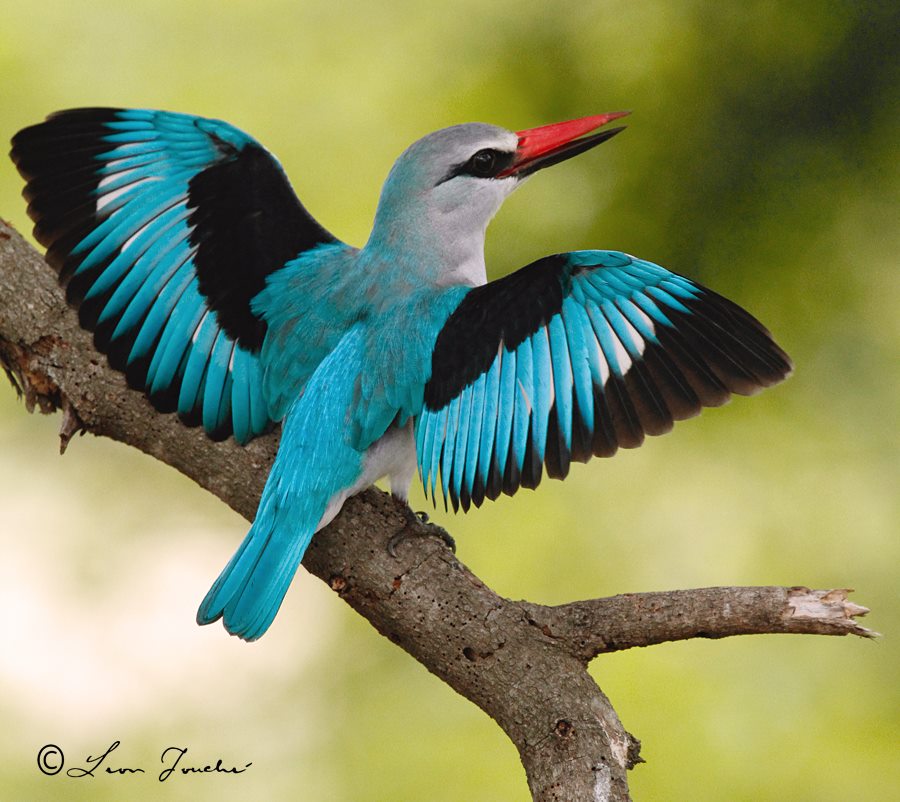 birds2212.jpg