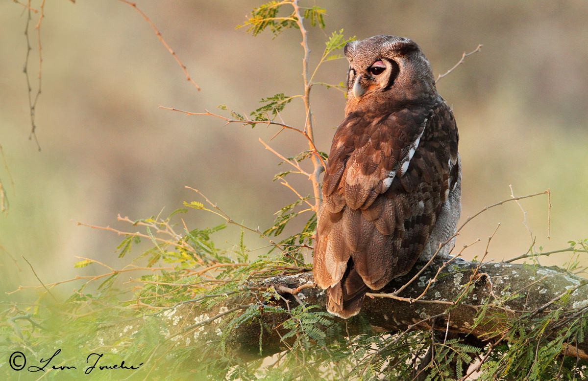 birds2577.jpg