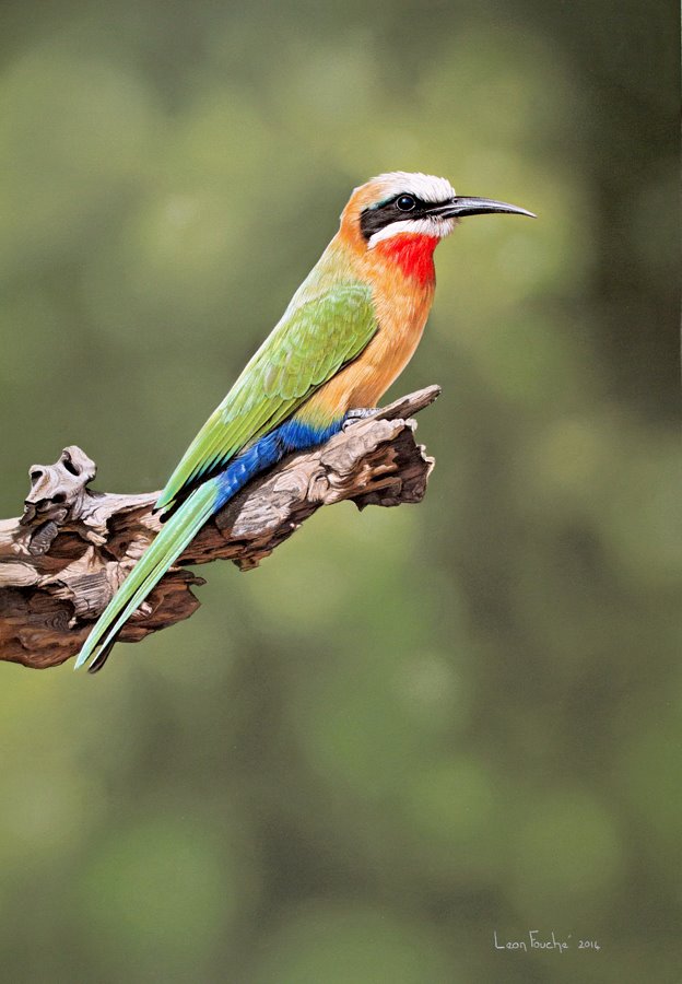 birds31577.jpg
