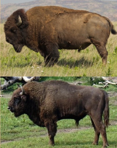 bison.jpg