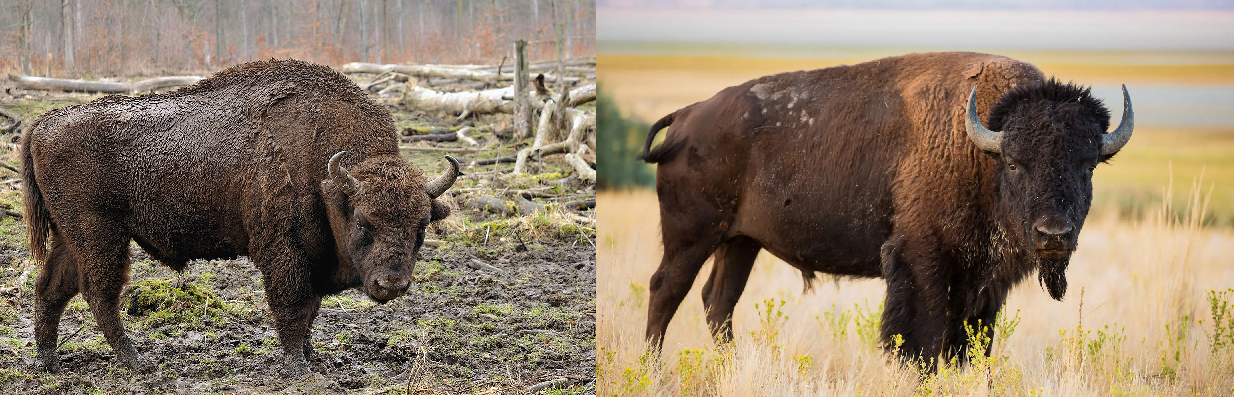 bison vs wisent.png