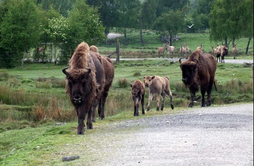 bison9-dougsstrathycolumn.jpg