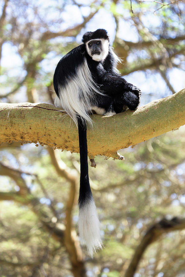 black-and-white-colobus-monkey-.jpg