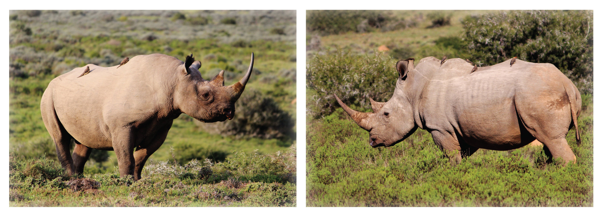 Black+and+White+Rhinos.jpg